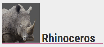 Rhino